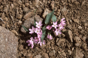 spring beauty(Claytonia lanceolata)